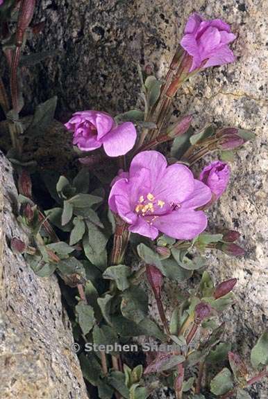 epilobium obcordatum 5 graphic